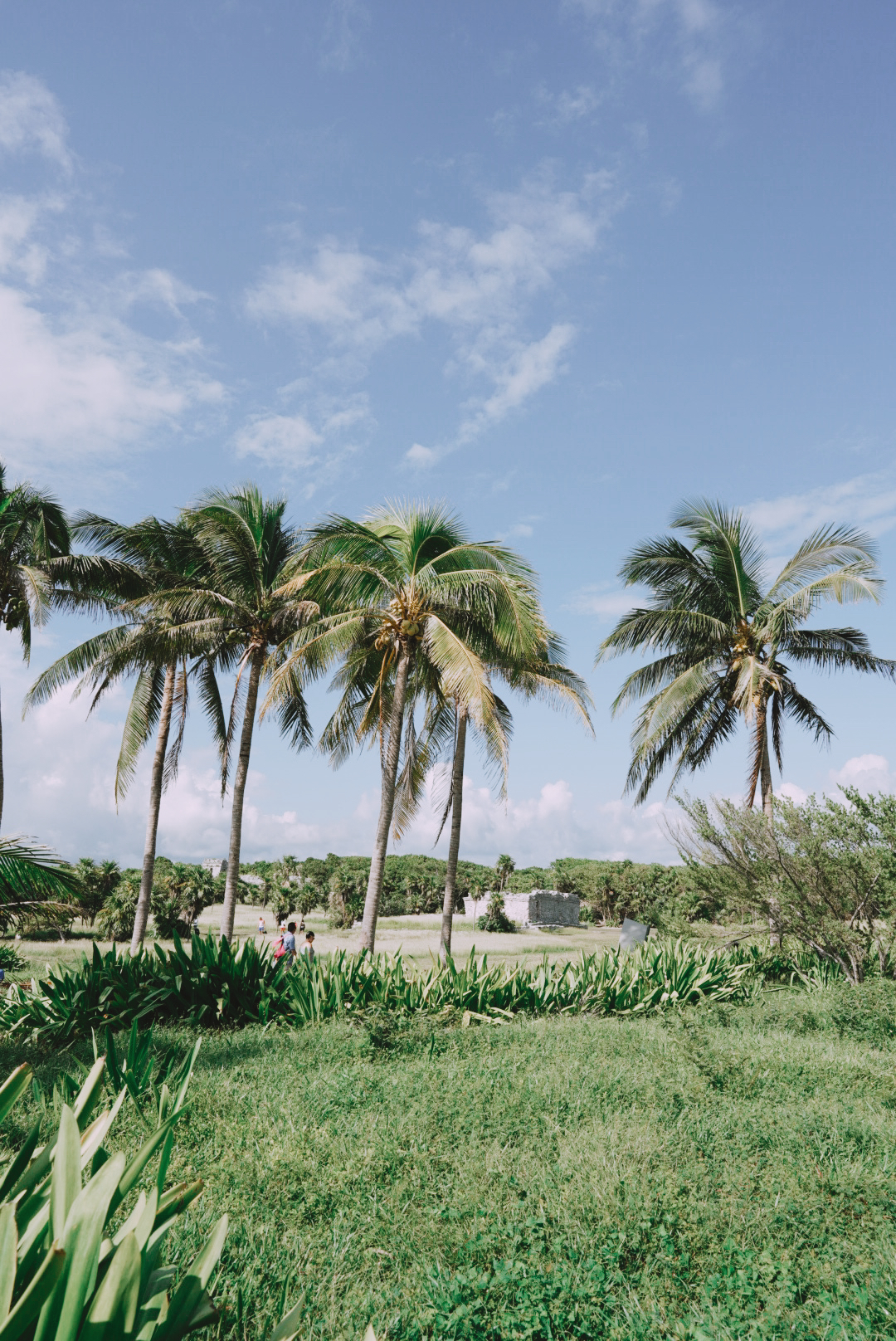 Tulum Ruins and palm trees overlooking the Caribbean coast
