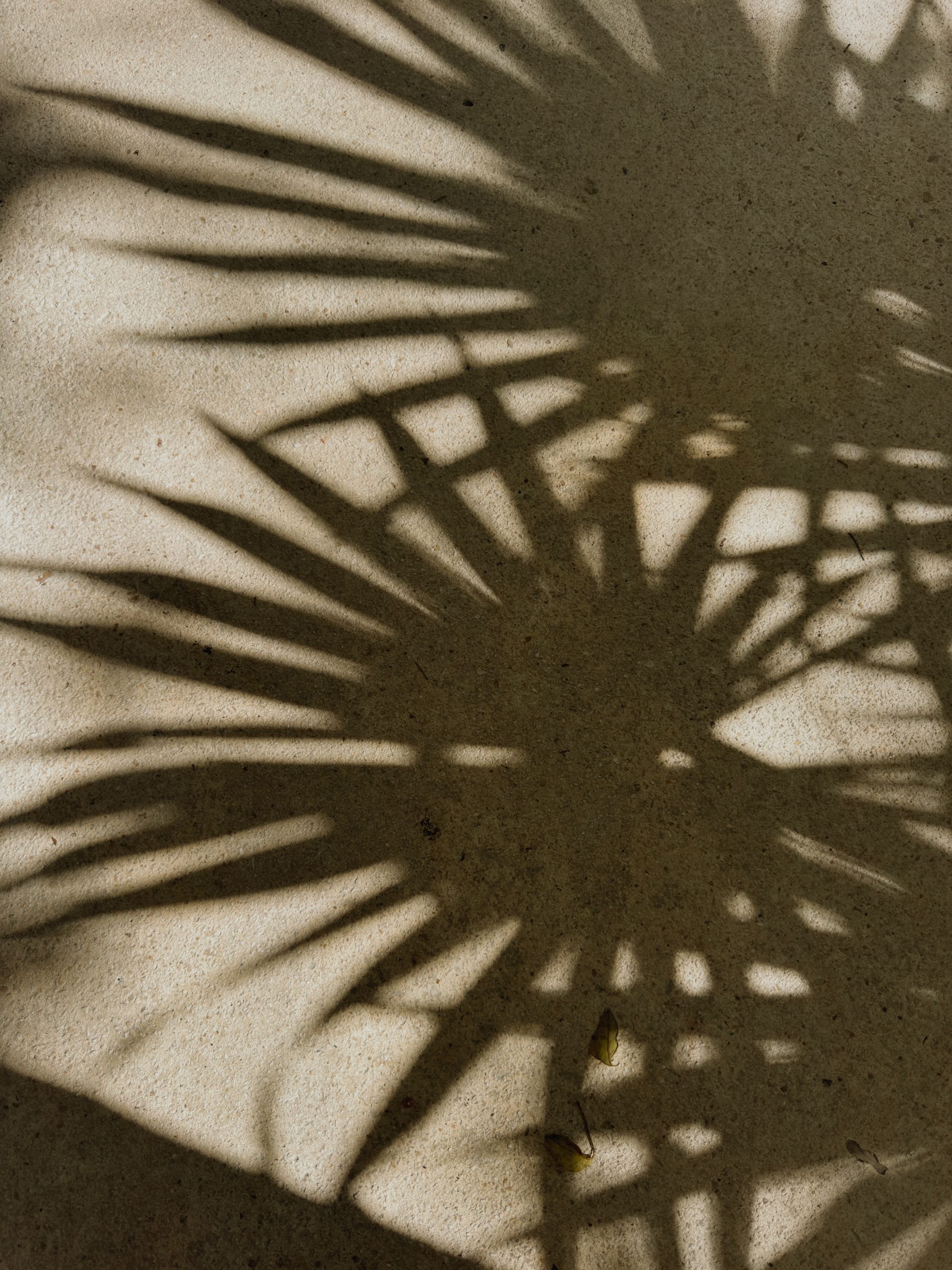 Palm shadows during World Wellness Weekend in Tulum
