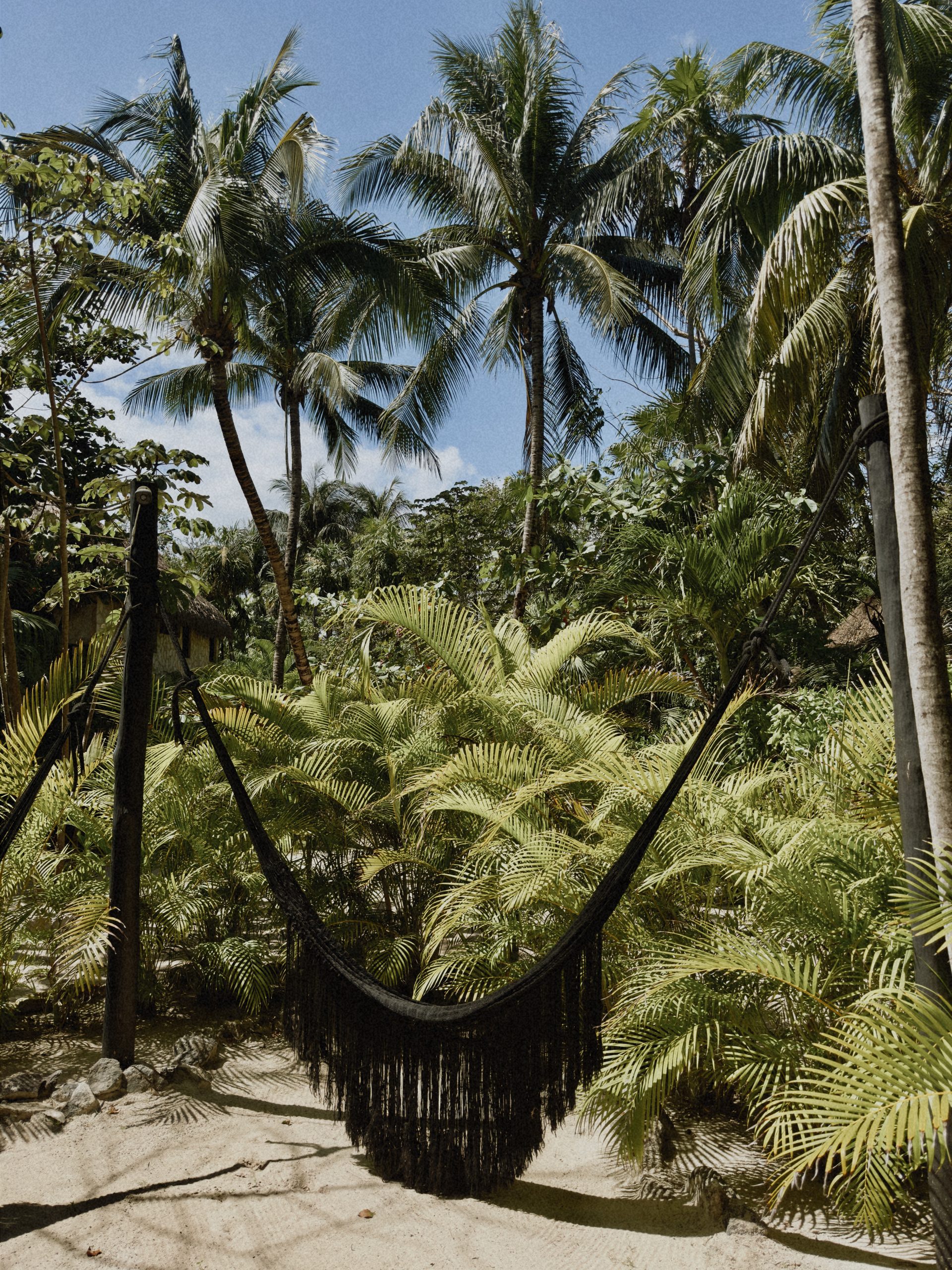 Tropical hammock beneath palm trees in the lush Tulum jungle